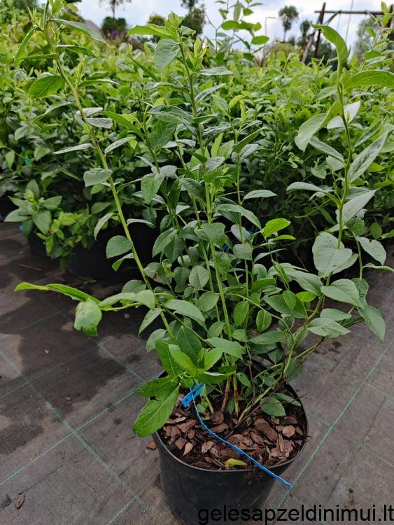 236780849_252912480029088_8692524718820970103_n