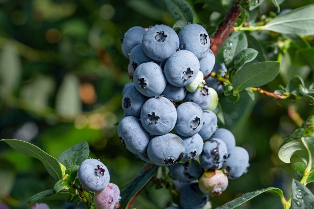 Fresh Organic Blueberries on the bush. close up