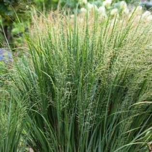 Sora rykštėtoji "Buffalo Green"