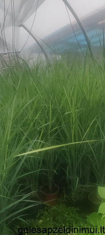 372153823_1340163903283038_8201092318128848078_n