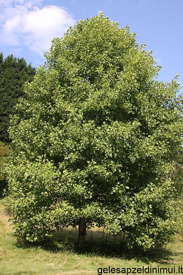 LIRIODENDRONTULIPIFERA-AUREO-MARGI_600_900_90_s