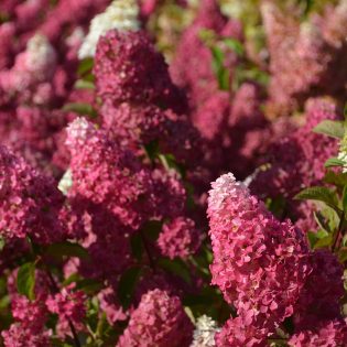 Hortenzija šluotelinė Fraise Melba®'Renba' PBR