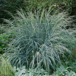 Sora rykštėtoji "BLUE FOUNTAIN"