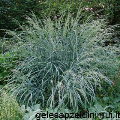 plant_27629_shoot_20190808204647