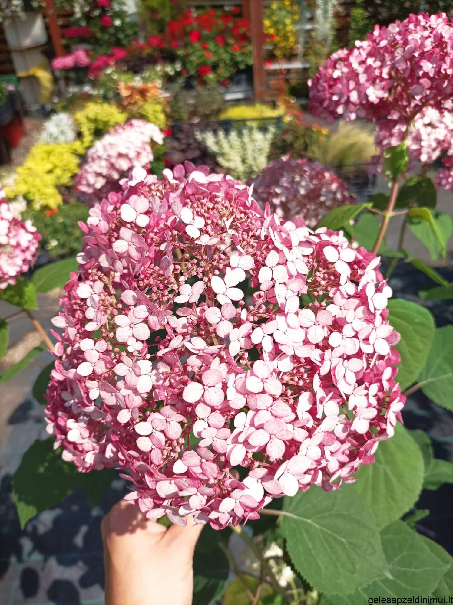 received_1848680178670141