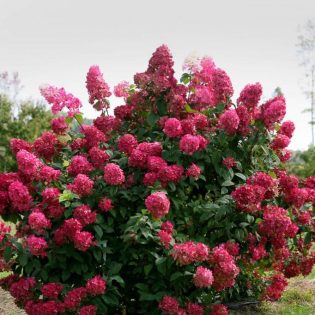 Hortenzija Šluotelinė 'Magical Vesuvio'®