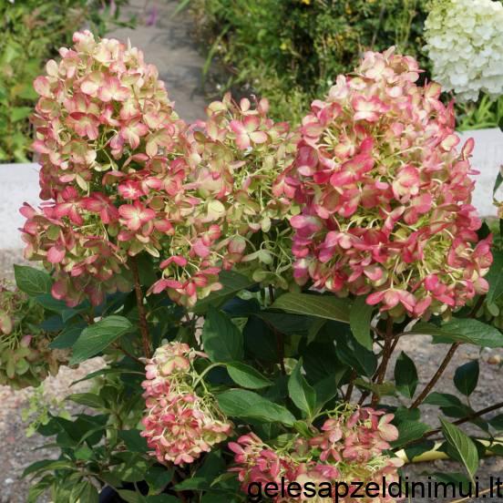 hortensia-paniculata-graffiti-rou201406-