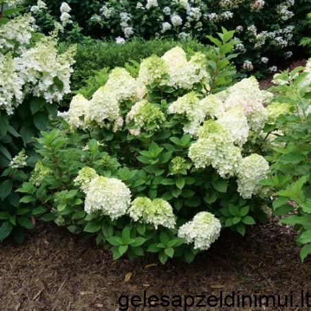 skaraina-hortenzija-little-spooky-hydrangea-paniculata-c2-kont