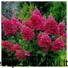 Без названия (1)