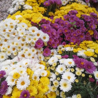 Chrizantema krūminė 3 spalvų mix
