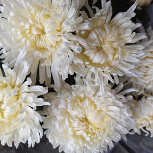 Chrizantema krūminė karališkais stambiais pilnaviduriais baltais žiedais.