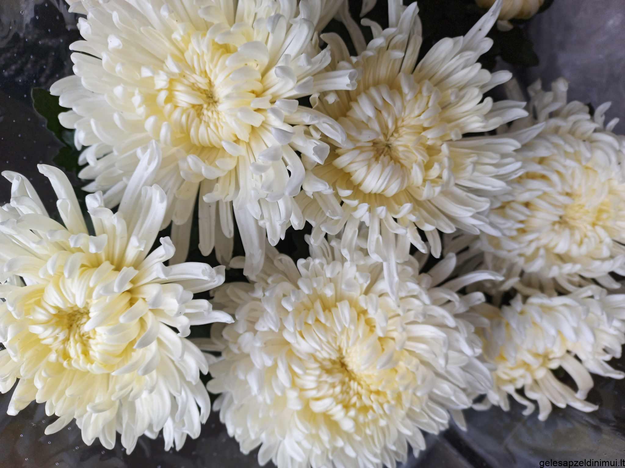 393445896_1125498598835343_4308594963486519537_n