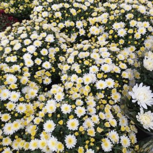 Chrizantema krūminė balta