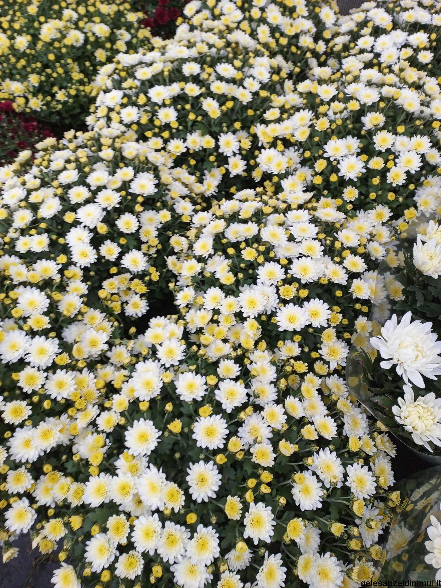 393739087_628142969516068_295515414184573158_n