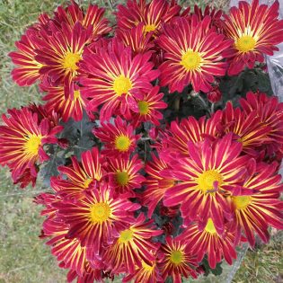 Chrizantema krūminė „Time” serija, skaisčiai raudona su geltonu viduriu