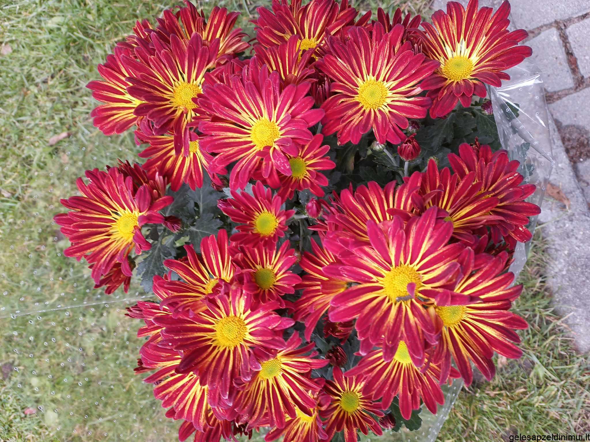 393796662_290553277225952_12837256852703165_n