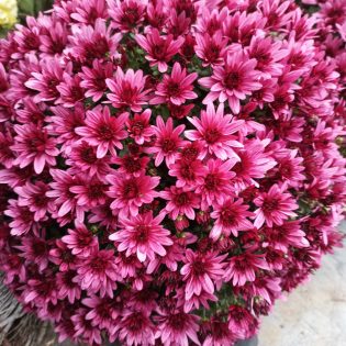 Chrizantema krūminė alyvinės spalvos