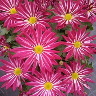 Chrizantema krūminė stambiažiedė, ryškiai rožinė su geltonu viduriu