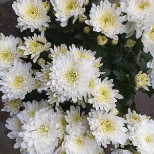 Chrizantema krūminė „Time” serija, baltos spalvos