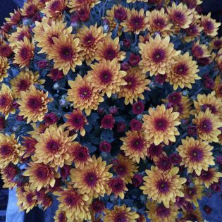 Chrizantema krūminė auksinės spalvos