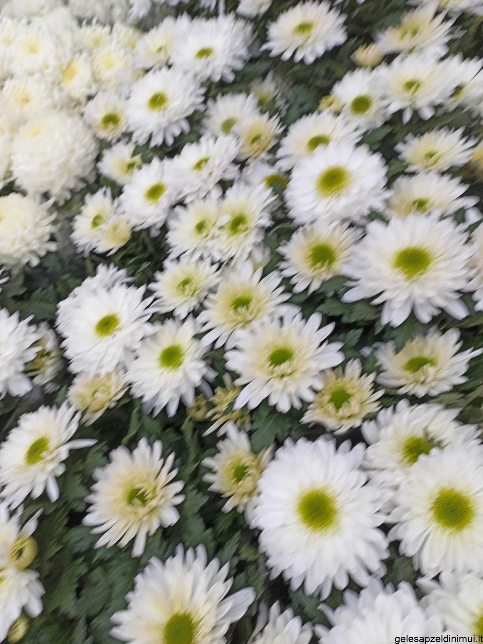 393976567_1498886604211097_4929261863971347179_n