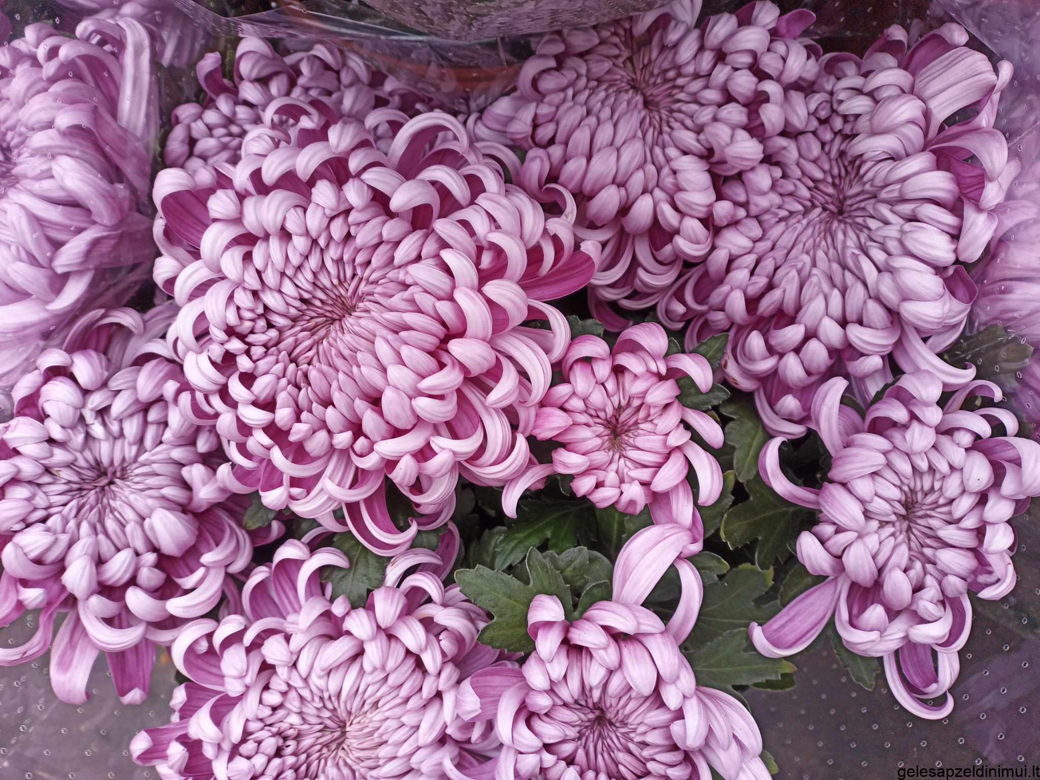 393979450_864556008530397_7704362995140170321_n