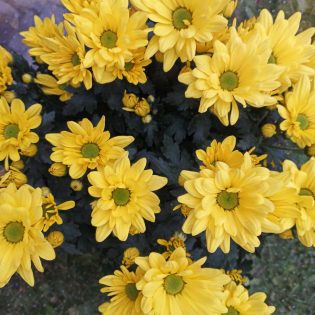 Chrizantema krūminė "Time" serija, ryškiai geltonos spalvos