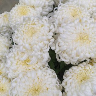 Chrizantema krūminė karališkais stambiais baltais žiedais