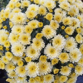 Chrizantema krūminė kreminės spalvos