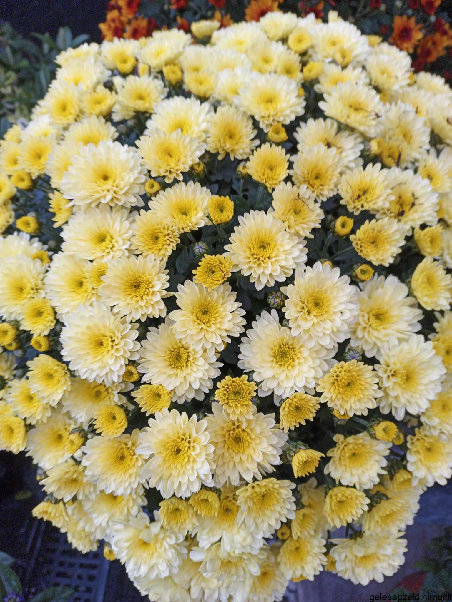 394253216_1989611671408518_6825309291604448525_n