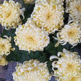 Chrizantema krūminė karališkais stambiais kreminiais žiedais