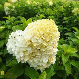 Hortenzija šluoteline „Bobo“