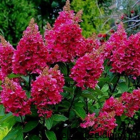 Hydrangeapaniculatawim_sredpluimhortensia_468x