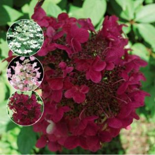 Hortenzija šluoteline „W'ims Red“