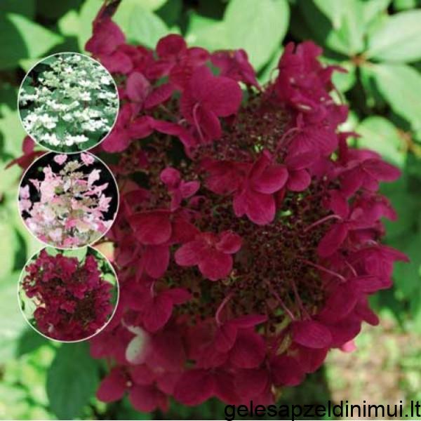 hydrangea-wims-red-600×600