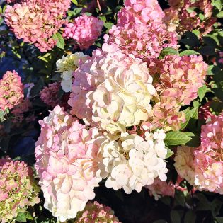 Hortenzija šluotelinė "Sundae Fraise"