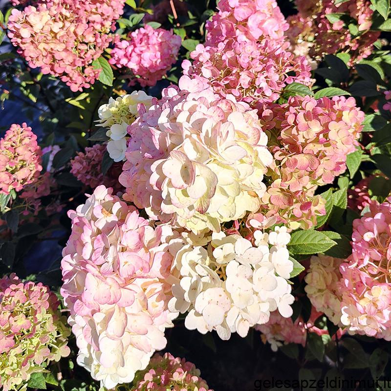 sluoteline-hortenzija-sundae-fraise–6946