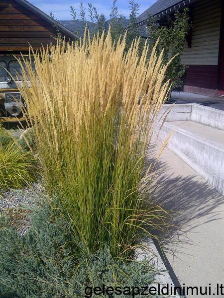 Karl_Foersters_Reed_Grass_cb88f6f4-1da8-45f4-8a19-2da0d488d49b