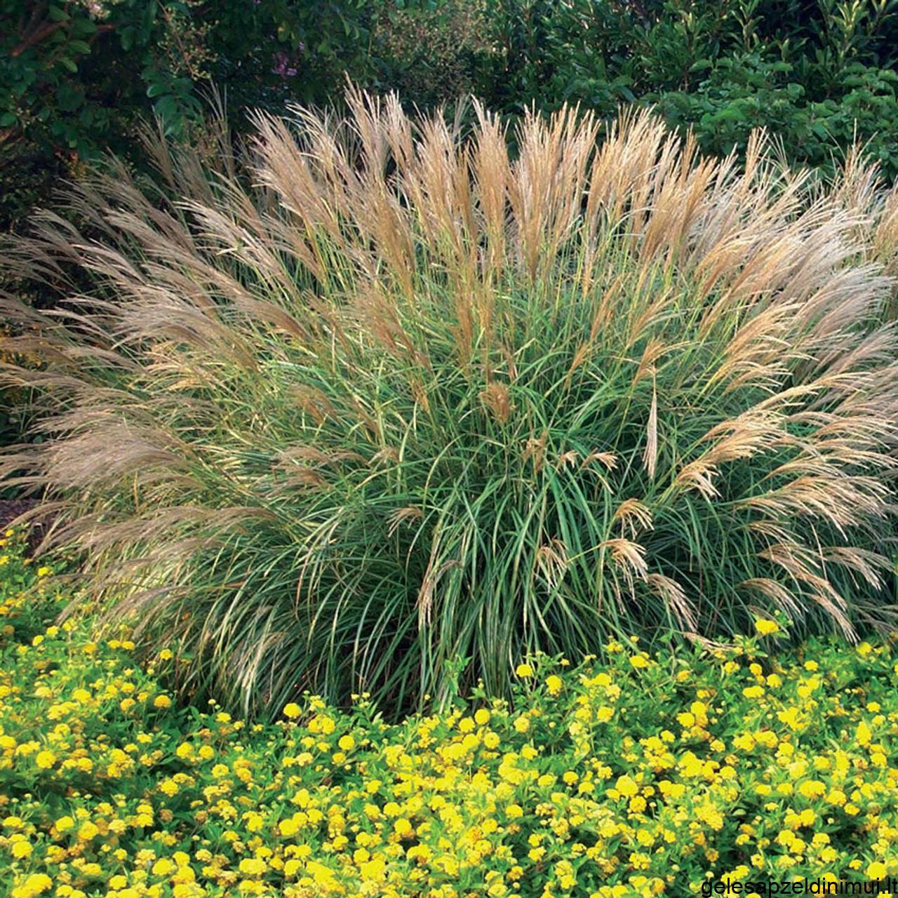 Miscanthus_Adagio2__68247