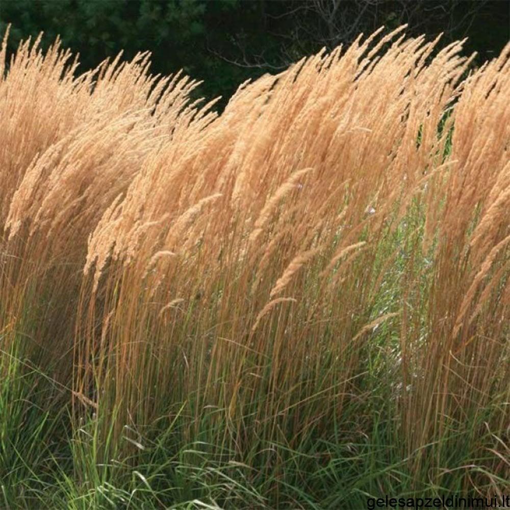 calamagrostis-karl-foerster