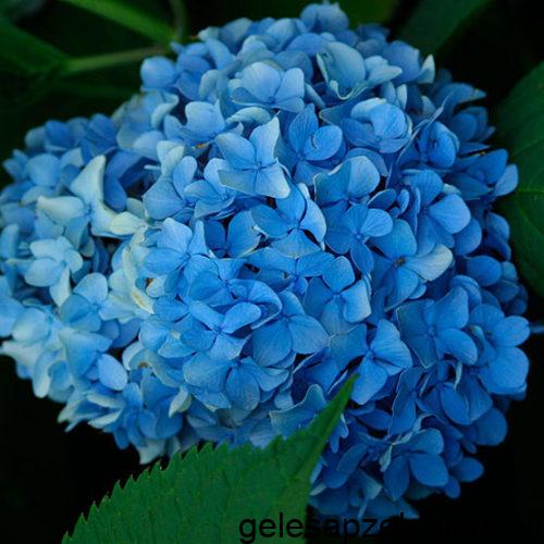 hydrangeamacrophyllanikkoblue_jwb_2_lg-main-500×500