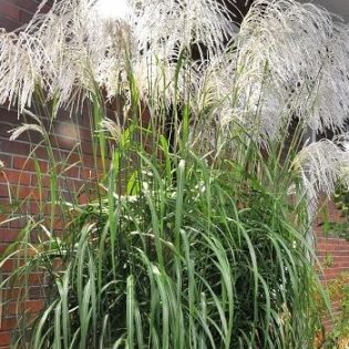 Miskantas kininis „Memory”