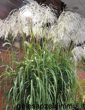 miscanthus_memory