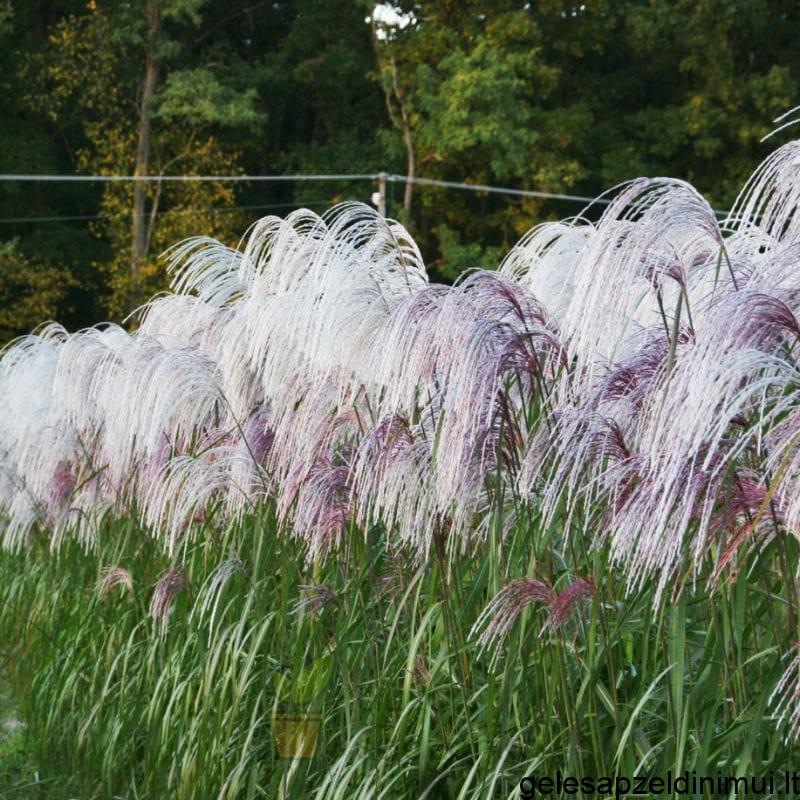 miskant-chinski-memory-miscanthus-sinensis