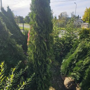 Tuja Smargd premium 180-200cm iš grunto