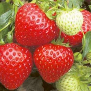 Braškės RUMBA krūmelis