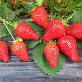 Braškės ALBA krūmelis