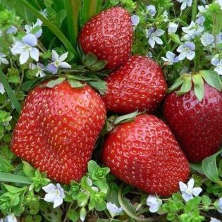 Braškės ASIA krūmelis