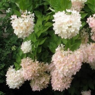 HORTENZIJA ŠLUOTELINĖ “GRANDIFLORA” C5
