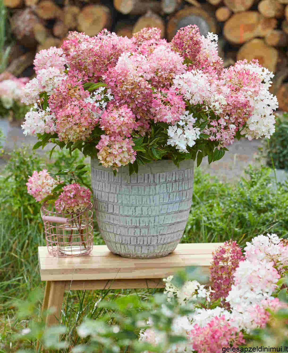 GROUNDBREAKER BLUSH